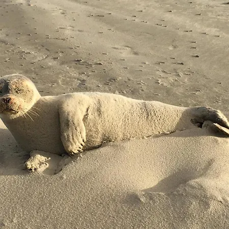 Sternenlicht Daire Norderney